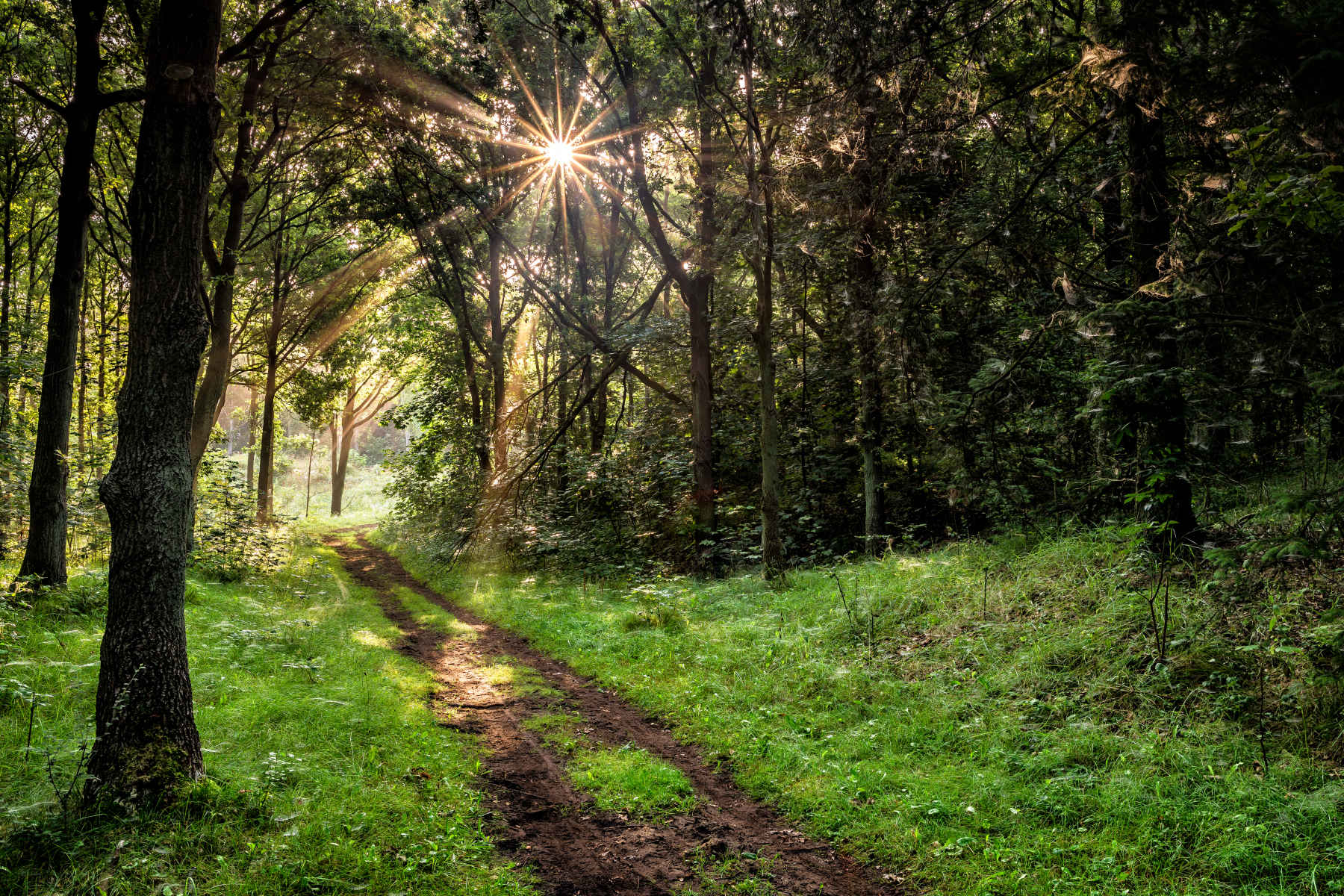 20 Lovely Forest Clearing Meaning Nz david